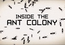 Ants in Space – Stanford University – BioEdOnline.org