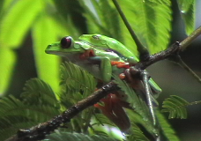 Red Eyed Green Frogs Mating (2002)