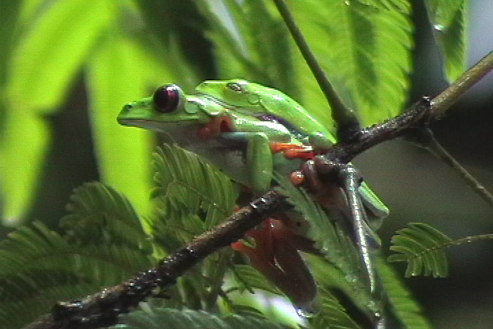 Red Eyed Green Frogs Mating 2002 Natural History Nature Documentary