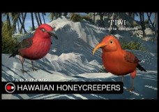 Hawaiian Honeycreepers: Evolution in Hawaii
