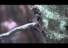 A Phorid Parasitoid Fly Attacking Carpenter Ants Tending Aphids