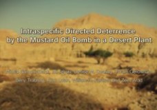 Seed Dispersal Under the Threat of Mustard Bomb –  Michal Samuni-Blank (2012)