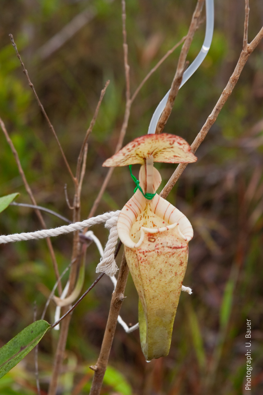 Carnivorous Pitcher Plant Catches Ants by Changing Slipperiness of Peristome – Ulrike Bauer (2015)