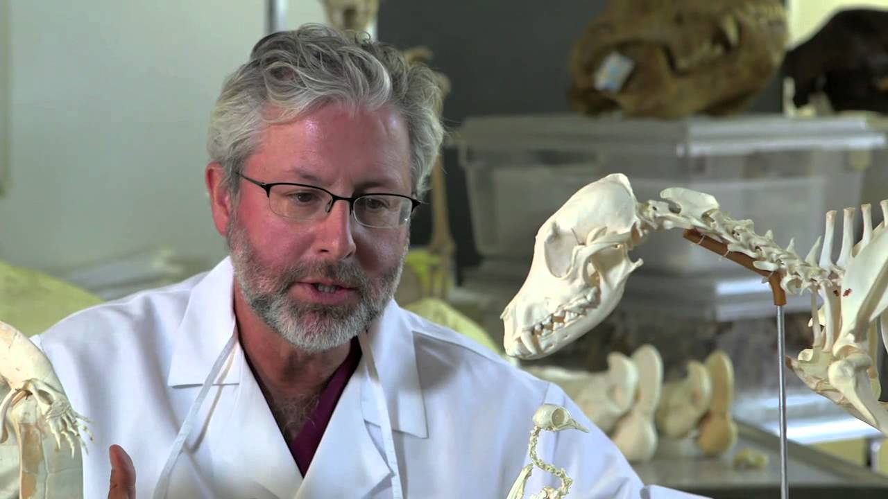 The Origin of Tetrapods – Rob Whittlesey – HHMI BioInteractive (2014