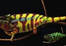 How Chameleons Change Color? (2015)