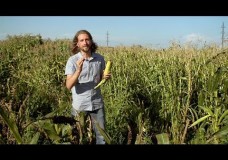 Popped Secret: The Mysterious Origin of Corn – Nathan Dappen & Neil Losin – HHMI (2015)