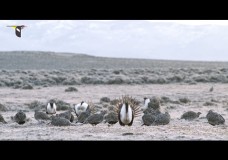 A Day in the Life of an Elite Male Greater Sage-Grouse on the Lek – Marc Dantzker – Cornell Lab of Ornithology (2015)
