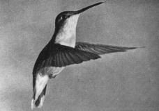 High-speed Filming of Hummingbirds – Harold Eugene “Doc” Edgerton (1936)