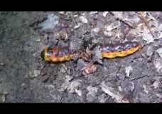 Red Goat Moth (Cossus cossus) Caterpillar Searching for Pupation Site