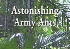 Astonishing Army Ants – Carl & Marian Rettenmeyer (2009)