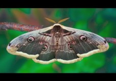 Aristotle’s Silkworm / Great Peacock Moth (Saturnia pyri) Life Cycle – Adam Grochowalski (2015)