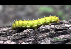 Aristotle’s Silkworm (Saturnia pyri) in Endemic Liquidambar Forest