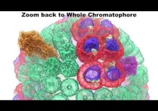How Does the Purple Bacteria Photosynthesize? Beckman Institute-UIUC (2015)
