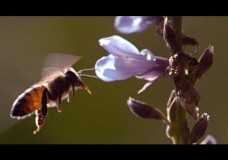 Secrets of the Hive – Why Puerto Rico’s Killer Bees Stopped Killing – Smithsonian Institution (2015)