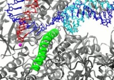A Movie of RNA Polymerase II Transcription – Cheung & Cramer (2012)