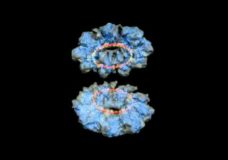 Molecular Model of a Herpes Simplex Virus Protein – Gökhan Tolun (2014)