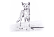 Dingo of the Australia – Adam Geiger (2013)
