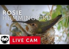 Bella – Hummingbird Nest Cam – Live from La Verne, CA