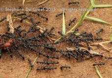 Chain Forming Leptogenys Ants from Cambodia – Stephane de Greef (2014)