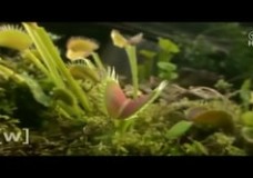 The Carnivorous Venus Flytrap Plants Can Count – Jennifer Böhm (2016)