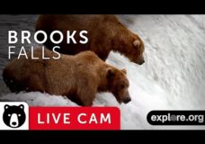 Brown Bears during Salmon Run in Katmai National Park – Live from Alaska