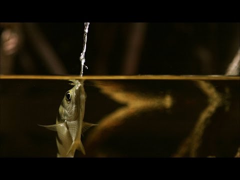 Natural Sharpshooter – Archerfish Uses Its Mouth as a Water Gun to