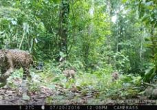 A Jaguar and Her Cubs from Belize – Bart Harmsen (2016)