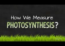 How We Measure Photosynthesis – NEON Education (2014)