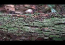 Open-air Processional Column Termites in Bukit Timah Nature Preserve, Singapore (2016)