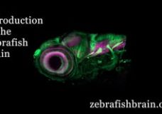 An Introduction to Zebrafish Brain