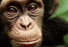 Chimpanzee – Alastair Fothergill and Mark Linfield (2012)