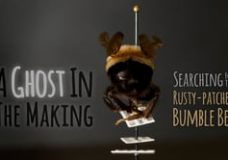A Ghost In The Making: Searching for the Rusty-patched Bumble Bee – Neil Losen & Nate Dappen (2016)