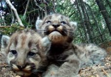Cameras Reveal the Secret Lives of a Mountain Lion Family – Sharon Negri (2013)