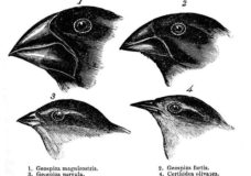 Galapagos Finch Evolution – Dan Lewitt – HHMI (2013)