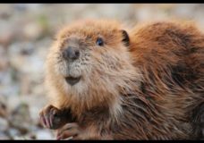 Leave It to Beavers – PBS (2014)