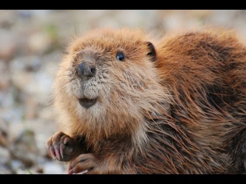 Leave It To Beavers – PBS (2014) | Natural History Nature Documentary