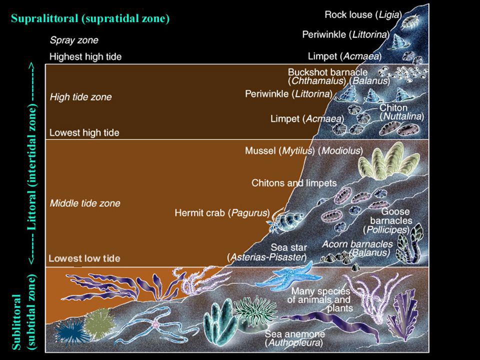 A keystone species. Where are stars !have they gone…