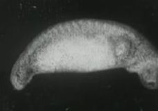 Development of a Salamander Embryo – Yale University Department of Anatomy (1920s)