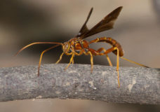 Parasitoid Wasp (Labena grallator) Ovipositing