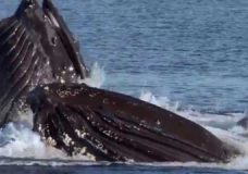 Humpback Whales Bubble Fishing – BBC Earth (2015)