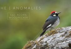 The Anomalies: Acorn Woodpecker – Nate Dappen & Neil Losin (2017)