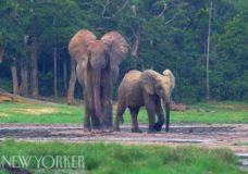 Forest Elephants – The New Yorker (2015)