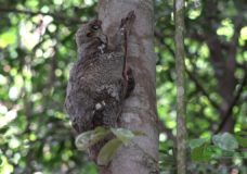 A Malayan Colugo and Her Baby in Bukit Timah Nature Reserve, Singapore (2016)