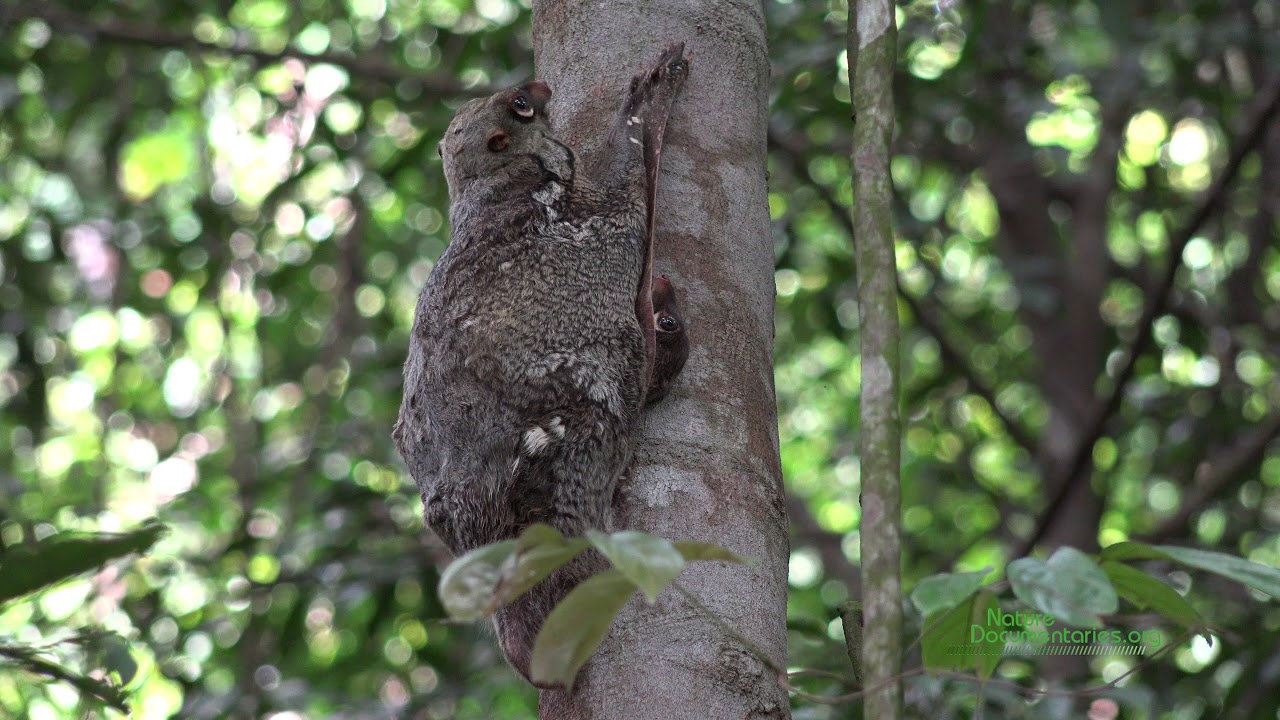 A Malayan Colugo and Her Baby in Bukit Timah Nature ...