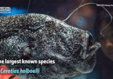 First Footage of Deep-sea Angler Fish Mating – Kirsten & Joachim Jakobsen / Science (2018)