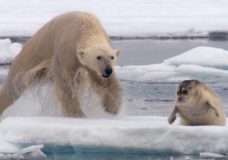 Hungry Polar Bear Ambushes Seal | The Hunt | BBC Earth (2017)