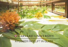 Harvard Restores the Famed Collection of Blaschka Glass Plant Models – Ned Brown (2016)