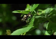 A Bumblebee Mimic Robber Fly (Laphria macquarti) Hunting