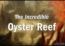 The Incredible Oyster Reef – Chesapeake Bay Foundation (2017)