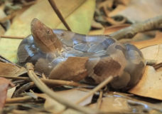 A Copperhead Snake Taking Its First Breath – Copperhead Institute (2015)